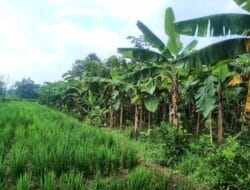 Miliki Tanah Dengan Lingkungan Yang Ramah Serta Akses Yang Mudah
