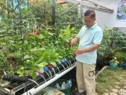 Wisata Sambil Belajar di Kampung Sayur palembang