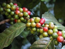 Kopi Sumatera Selatan