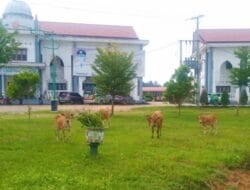 Kantor Bupati Aceh Timur Jadi Kandang Kawanan Sapi, Petugas Satpol PP Lalai ?