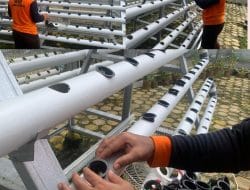 WBP Lapas Narkotika Kasongan Laksanakan Pemindahan Bibit Sawi ke Instalasi Hidroponik