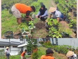 WBP Lapas Kasongan Lakukan Perawatan dan Peremajaan Tanaman Cabai Dukung Program Ketahanan Pangan
