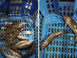 DLH Mamuju Tengah Selidiki Dugaan Limbah Sawit yang Mencemari Sungai Barakkang