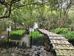 TPS Perkuat Pelestarian Pesisir Lewat Pembibitan Mangrove Adaptif, Gandeng Petani Lokal