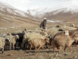 Proyek Tenaga Surya Miliaran Dolar Mengancam Kehidupan Penggembala Himalaya