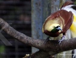 Pengelolaan Hutan Produksi Berkelanjutan Lindungi Satwa Ikonik Papua