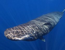 Rare Sperm Whale Birth Coordination Documented