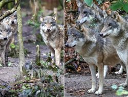 Kent Wildlife Park Boss: Wolves May Never Return After Pack Culling