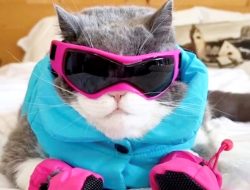 Feline Odyssey: 142,000 Miles, 15 Countries