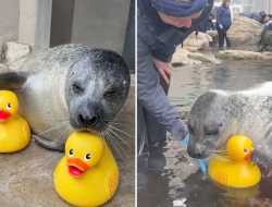 Reggae the Seal’s Duckie Delight