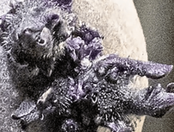 Tentacled Anomaly on ISS: NASA Astronaut Reveals Bizarre Growth