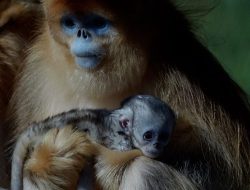 Aussie-Born Golden Monkey: First Outside Asia Debuts at French Zoo