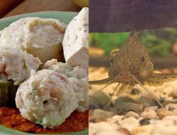 Pemko Jakarta Tangkap 5 Pria Tangkap Ikan Sapu-Sapu untuk Dijual ke Siomay: Rp15 Ribu per Kg