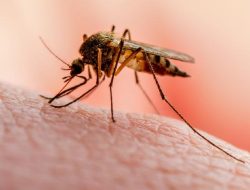 Kenali Penyebab dan Pencegahan Malaria