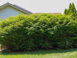 Revive Overgrown Shrubs Without Starting Over