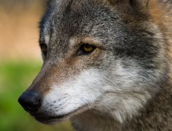 Wolf attacks woman on Hamburg shopping street
