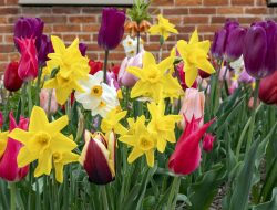 Seven must-plant flowers for spring beauty