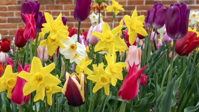Seven must-plant flowers for spring beauty