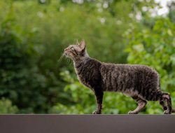 Apa yang Terjadi pada Kucing Tanpa Perawatan Manusia?