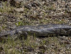 5 fakta menarik kadal lidah biru yang langgeng