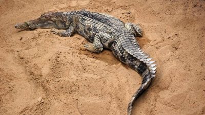 5 Fakta Menarik Buaya Senyulong, Hewan Pemalu dengan Mulut Panjang