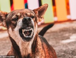 Unveiled: The secret health issues that might make your dog dangerous