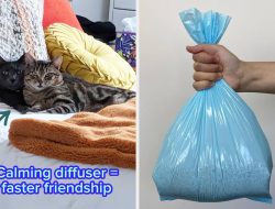 If you have two or more cats, these 18 products are lifesavers
