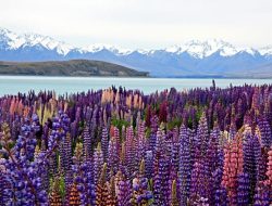 Bloom and travel: Top flower destinations to visit in 2026
