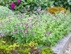 Surprising Herb Invaders – 6 Delicious Plants That Can Overwhelm Your Garden