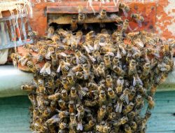 What to Do if You Find a Bee Nest in Your Walls