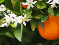 Orange Tree Care in April for Big Fruits and Shiny Leaves