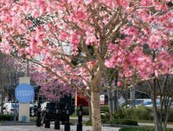 Native Florida plants for color, shade, privacy, and groundcover