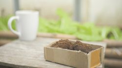 Coffee Grounds: A Natural Solution to Garden Pests