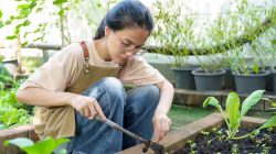 Aldi’s affordable galvanized garden beds perfect for small yards