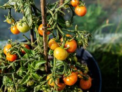 Plant Tomatoes Right: The Perfect Garden Spot Guide
