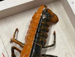 Unique Two-Tone Lobster Gifted to Woods Hole Science Aquarium