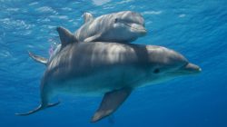 Surprise in the city’s core