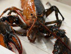 Two-tone lobster’s rescue becomes tourist draw