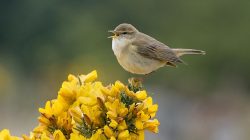 The dawn chorus is getting quieter: Scientists warn UK’s annual concert will be ‘much-diminished’