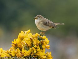 The dawn chorus is getting quieter: Scientists warn UK’s annual concert will be ‘much-diminished’