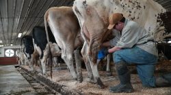 Raw milk push grows in US, defying health risks and expert warnings