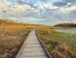 Scenic Nature Trails in Louisiana for Spring Exploration