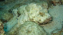 7 Ikan Unik dengan Bentuk Menyerupai Pisau