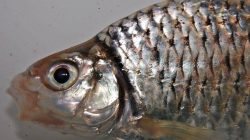 5 Ikan Endemik Sehat untuk Dikonsumsi Harian