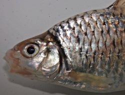 5 Ikan Endemik Sehat untuk Dikonsumsi Harian