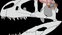 Breakthrough discovery: Missing dinosaur skull found in Thailand