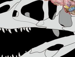 Breakthrough discovery: Missing dinosaur skull found in Thailand