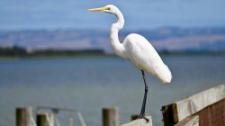 Australians called to protect Murray River as pivotal moment arrives