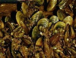 California offers $200,000 to halt invasive mussels spreading in waterways