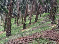 Ketua DPD JWI Sukabumi Raya Tuntut Audit Total PTPN “9000 Hektar” HGU Mati.